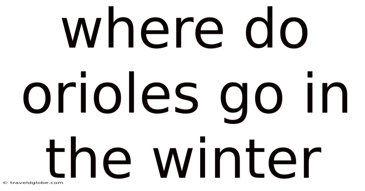 Where Do Orioles Go In The Winter