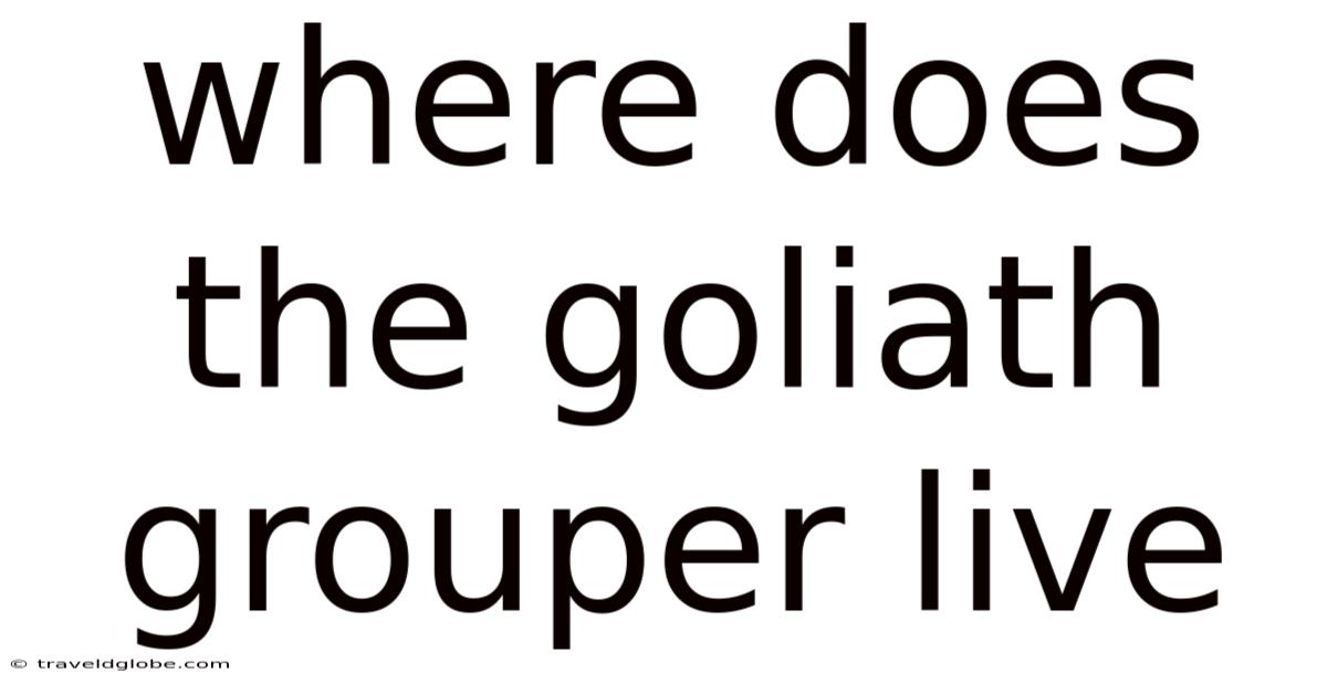 Where Does The Goliath Grouper Live
