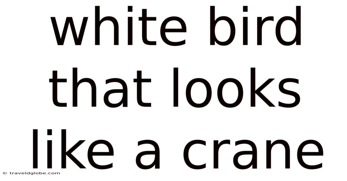 White Bird That Looks Like A Crane