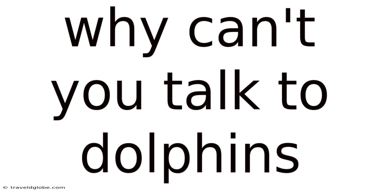 Why Can't You Talk To Dolphins