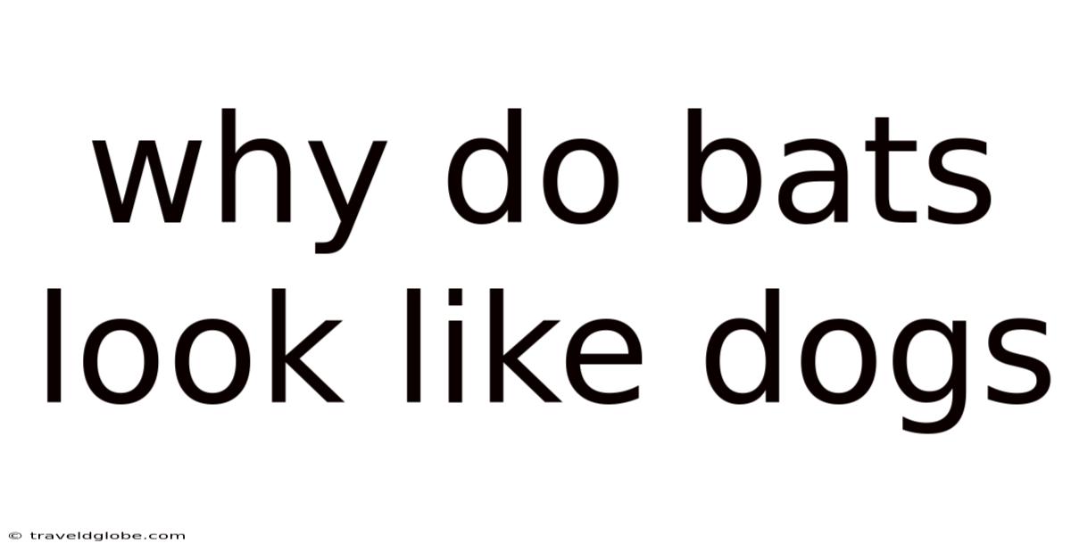 Why Do Bats Look Like Dogs