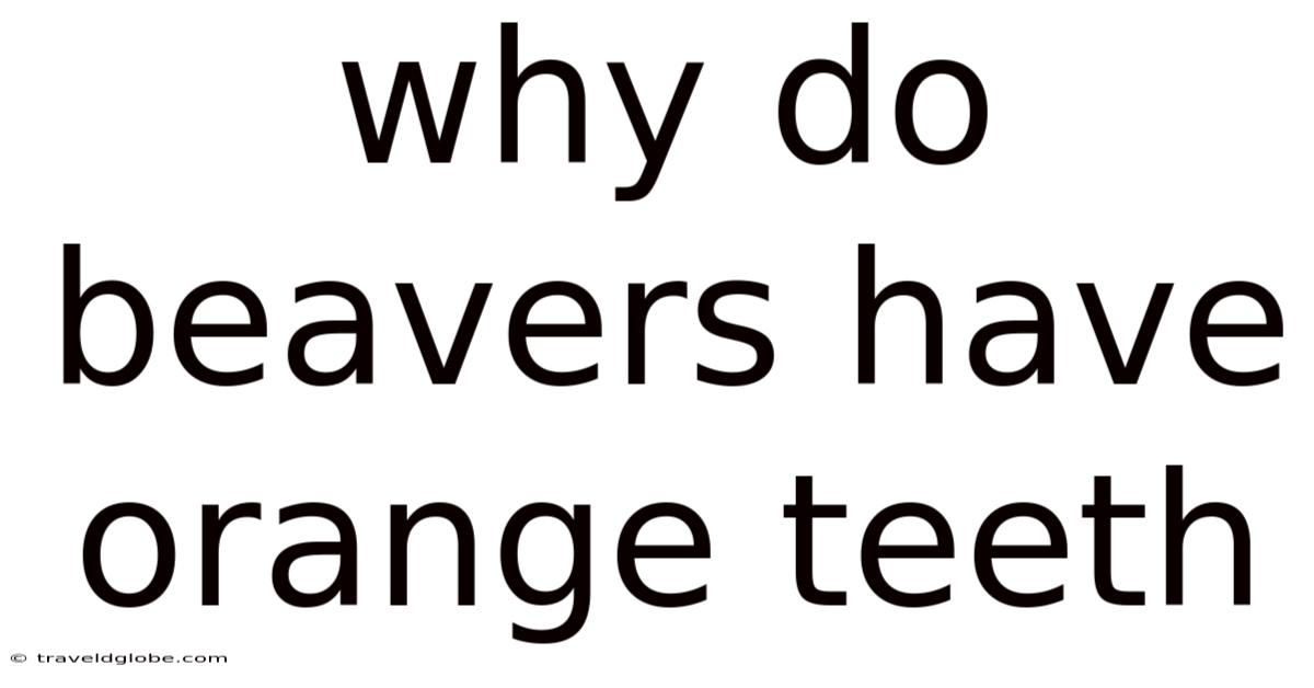 Why Do Beavers Have Orange Teeth