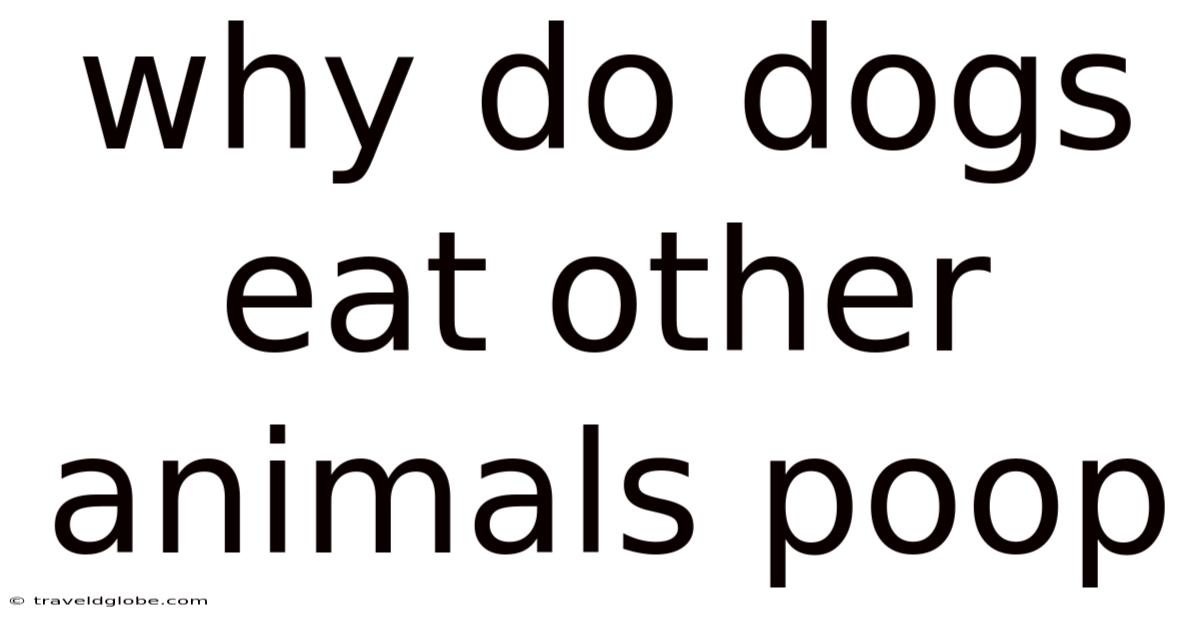 Why Do Dogs Eat Other Animals Poop