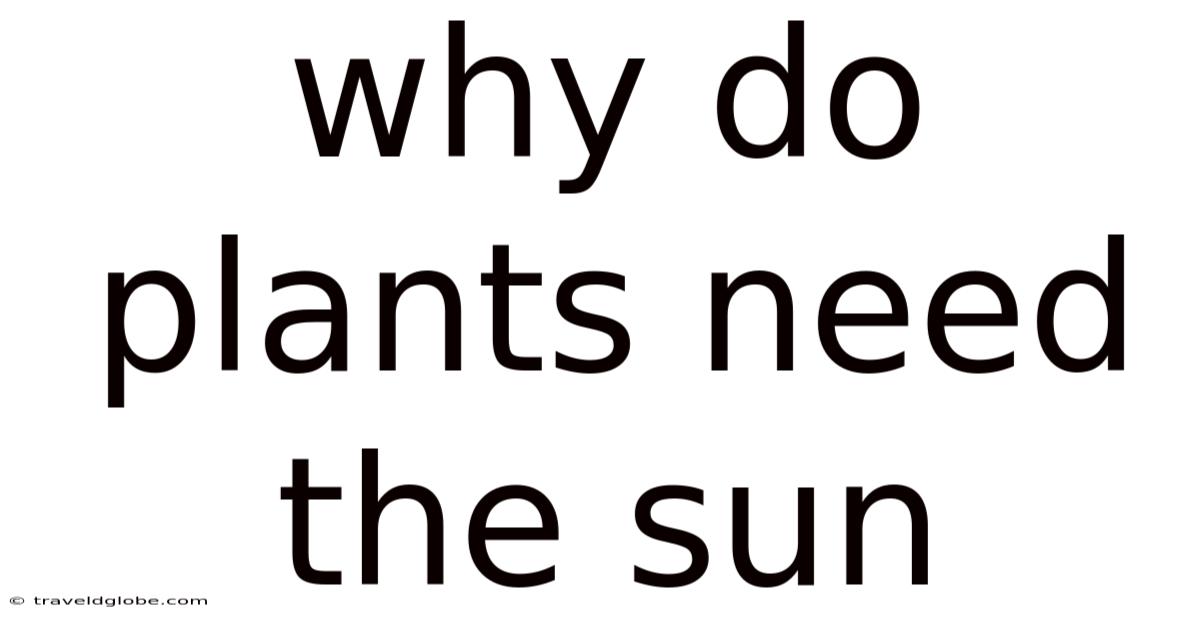 Why Do Plants Need The Sun