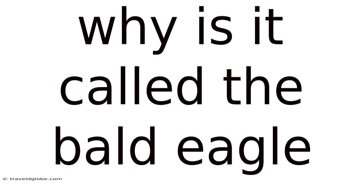 Why Is It Called The Bald Eagle