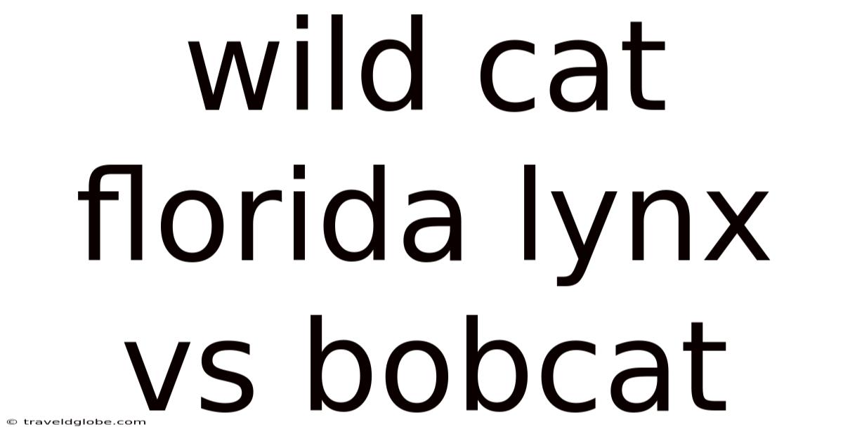 Wild Cat Florida Lynx Vs Bobcat